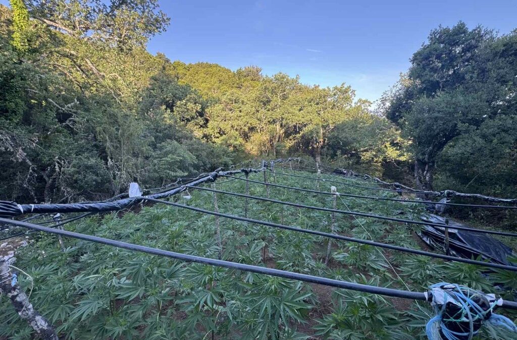 Εντοπίστηκε μεγάλη φυτεία 1.383 δενδρυλλίων κάνναβης στα Καμένα Βούρλα