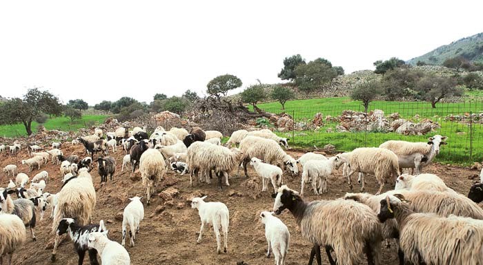 Νέα εποχή για την ελληνική κτηνοτροφία: Ηλεκτρονικοί βώλοι για τη σήμανση και την ιχνηλάτηση των αιγοπροβάτων