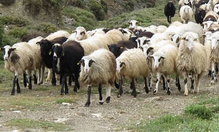Εντείνει τους ελέγχους η Διεύθυνση Κτηνιατρικής ΠΔΕ, έπειτα από κρούσμα ευλογιάς στην ΠΕ Αρκαδίας
