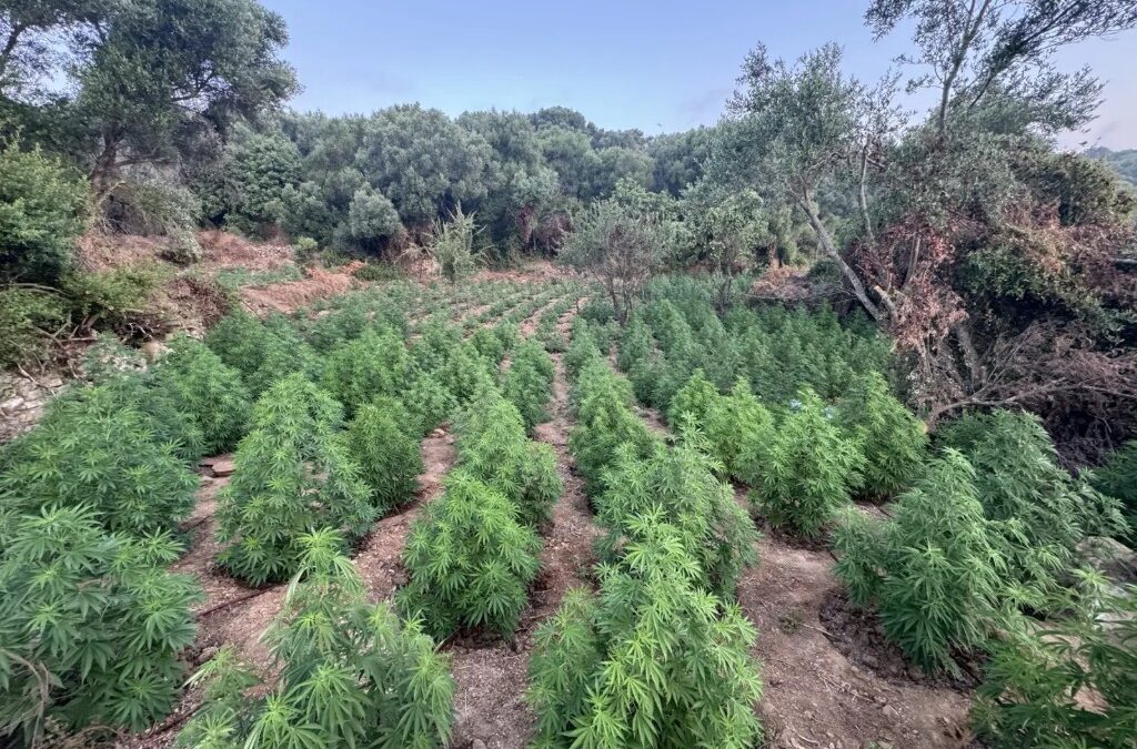 Εντοπίστηκε μεγάλη φυτεία δενδρυλλίων κάνναβης στη Μεσσηνία 